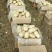 荷兰十五土豆大量上市