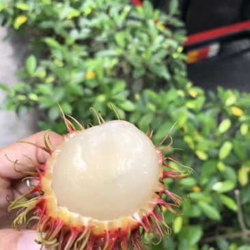 海南红毛丹5号7号果果地直发对接平台一件代发