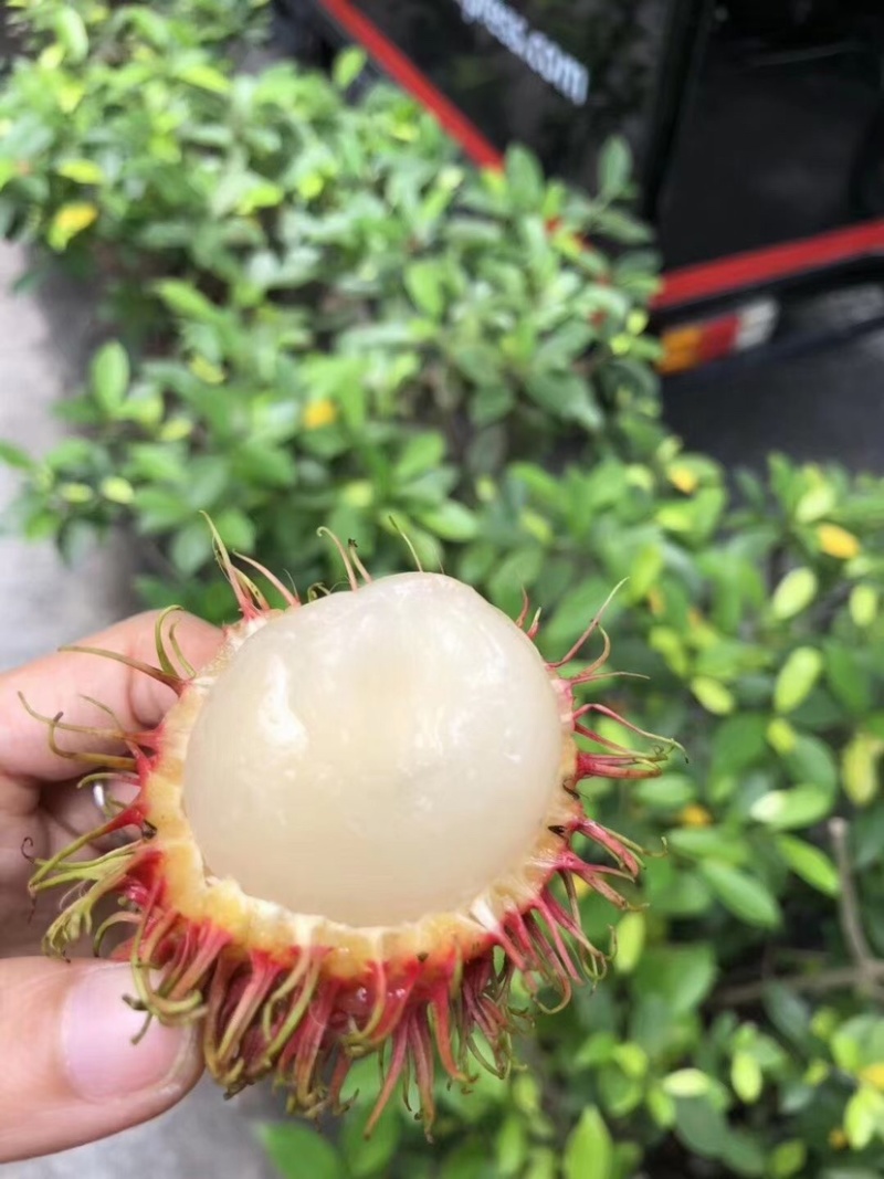 海南红毛丹5号7号果果地直发对接平台一件代发