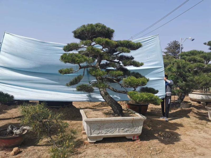 迎客松，泰山景松，假植苗，一条龙服务。大小规格齐全。