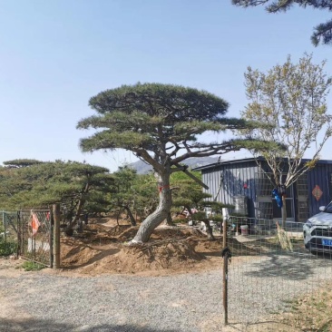 迎客松，泰山景松，假植苗，一条龙服务。大小规格齐全。
