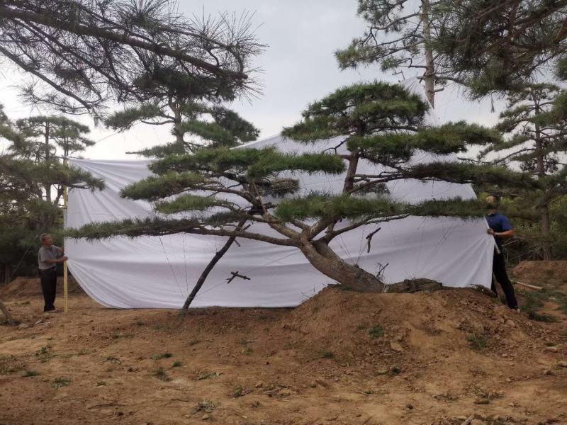 迎客松，泰山景松，假植苗，一条龙服务。大小规格齐全。