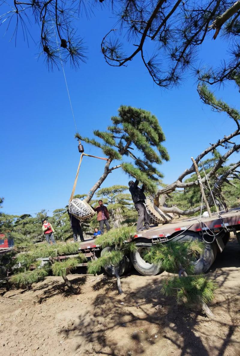 迎客松，泰山景松，假植苗，一条龙服务。大小规格齐全。