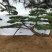 迎客松，泰山景松，假植苗，一条龙服务。大小规格齐全。