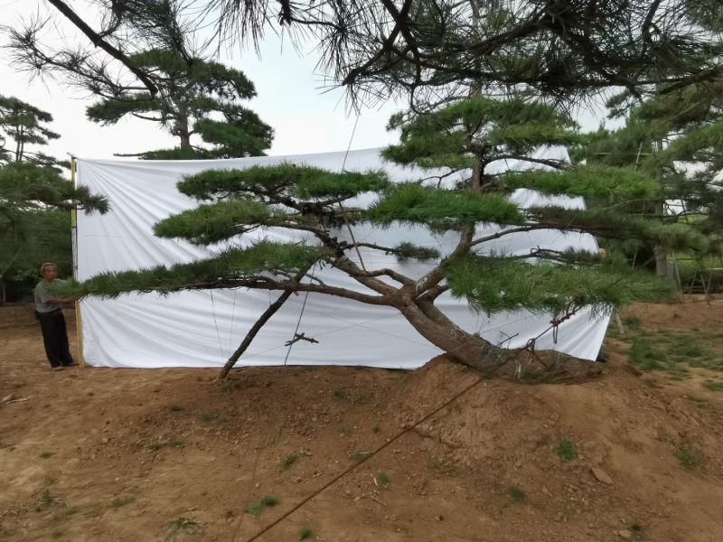 迎客松，泰山景松，假植苗，一条龙服务。大小规格齐全。