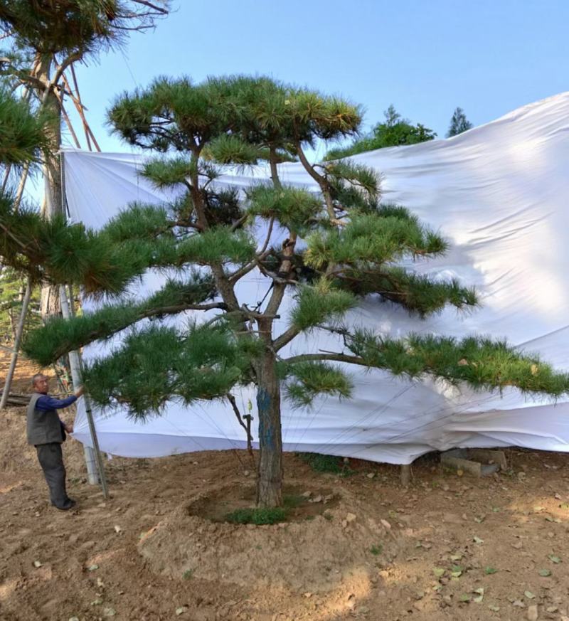 迎客松，泰山景松，假植苗，一条龙服务。大小规格齐全。