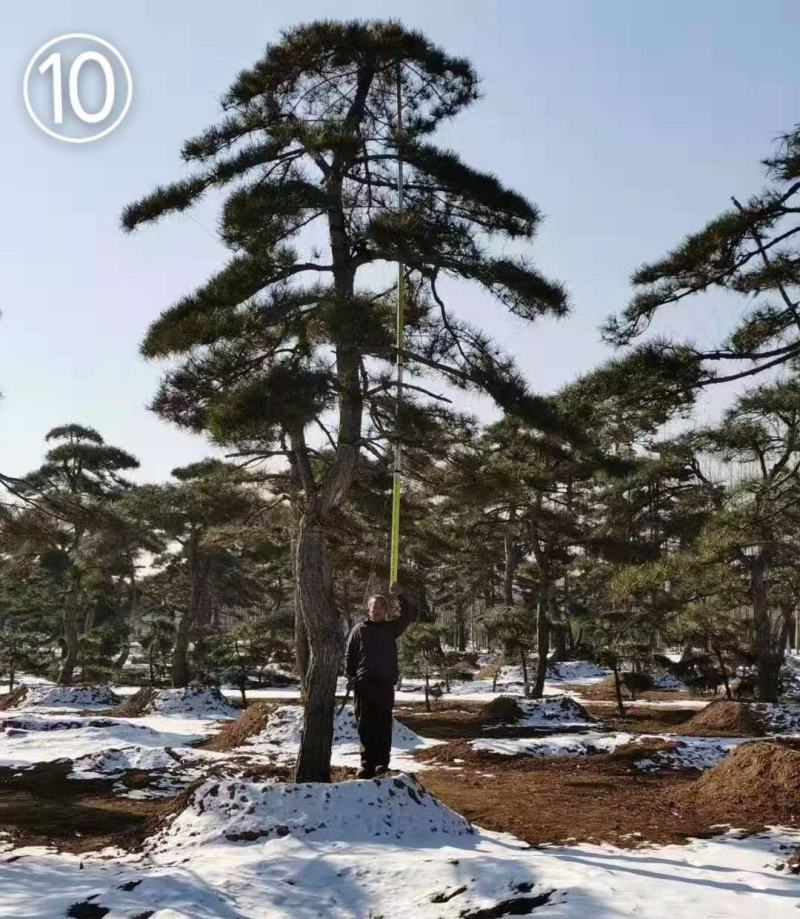 迎客松，泰山景松，假植苗，一条龙服务。大小规格齐全。