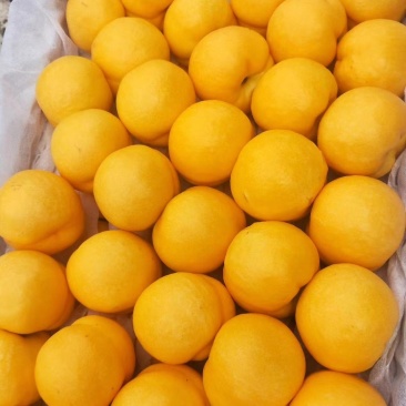黄油桃马上成熟