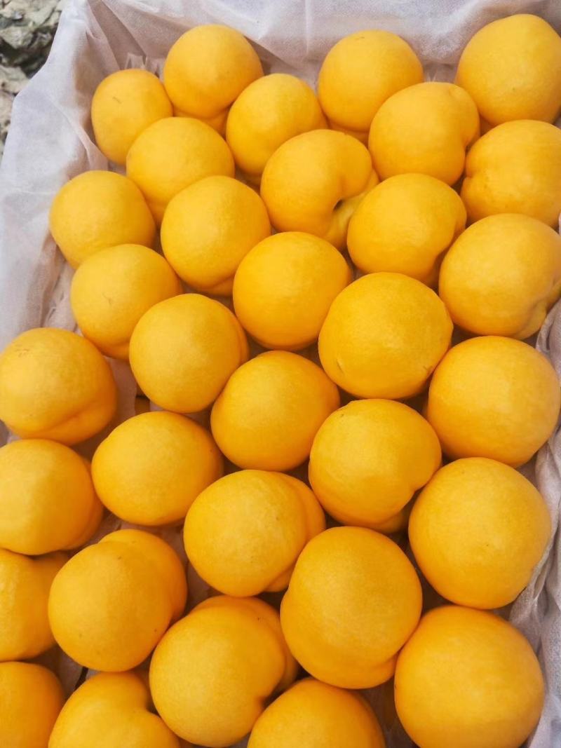 黄油桃马上成熟