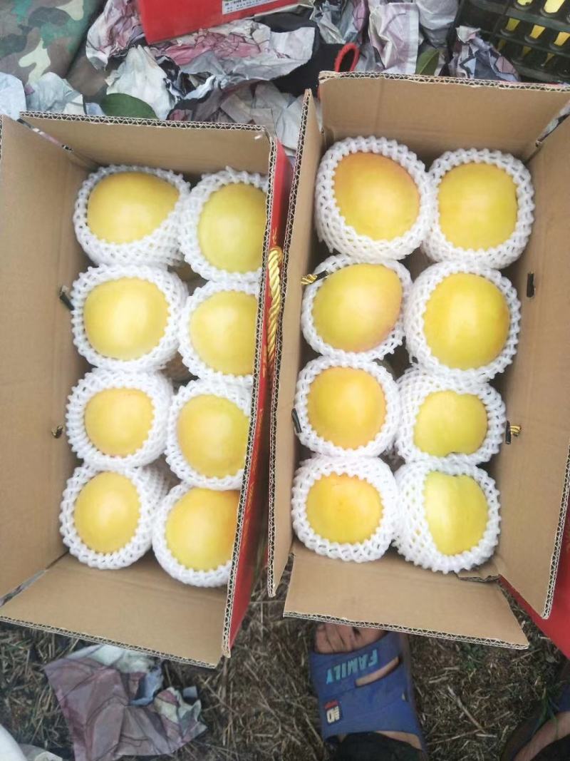 黄油桃马上成熟