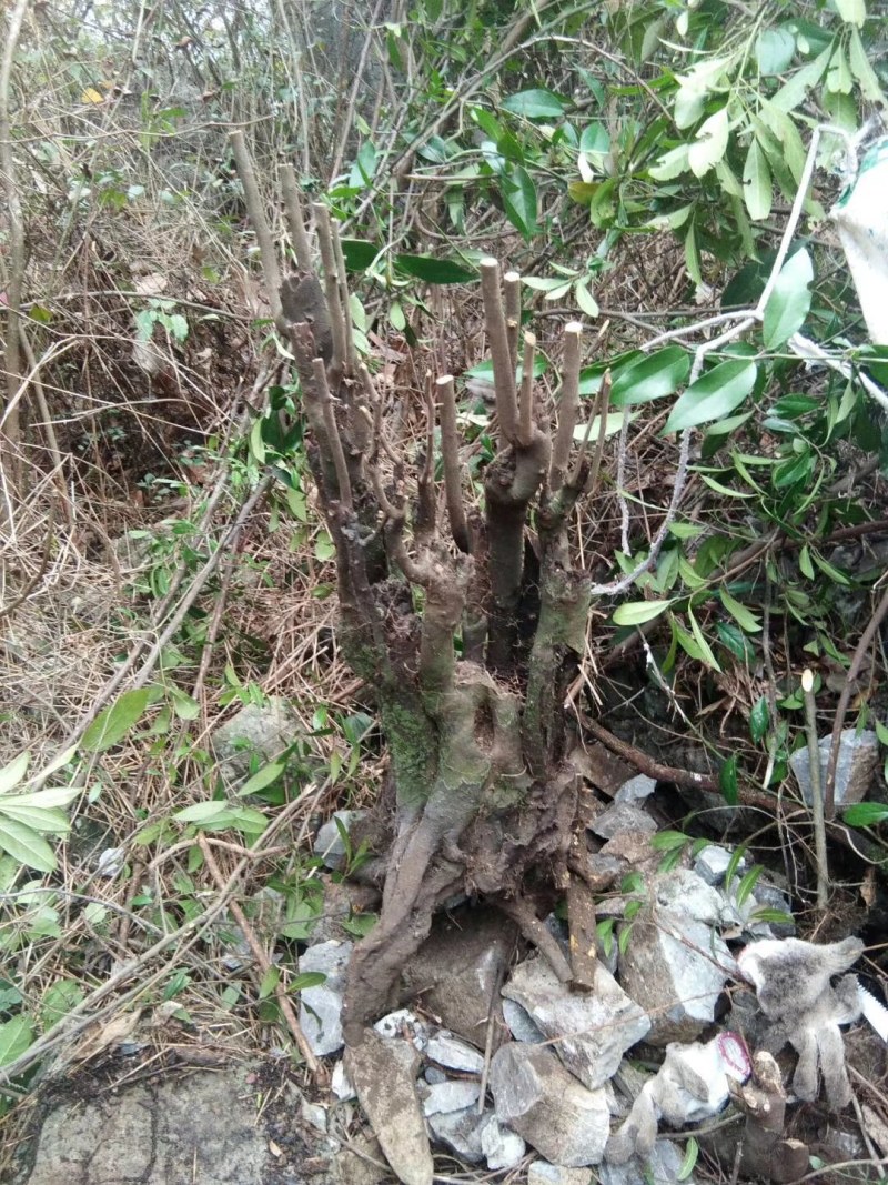 紫薇桩金弹子桩下山桩熟桩