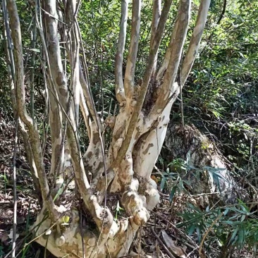 紫薇桩金弹子桩下山桩熟桩