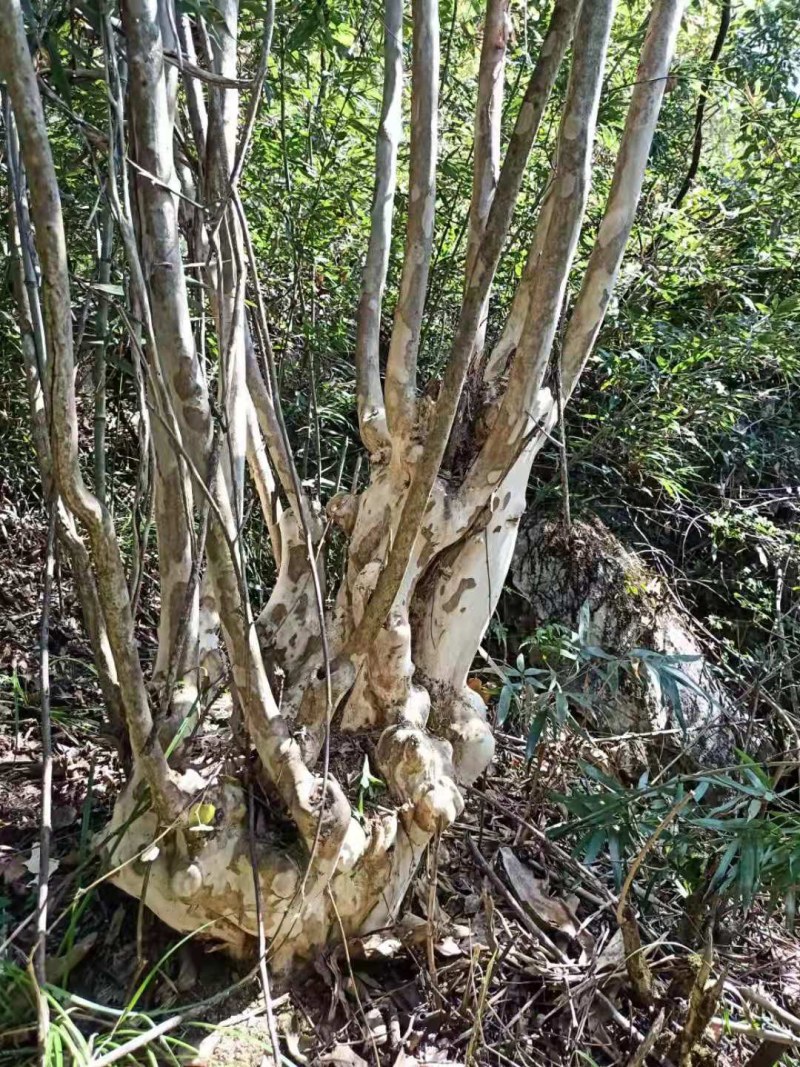 紫薇桩金弹子桩下山桩熟桩
