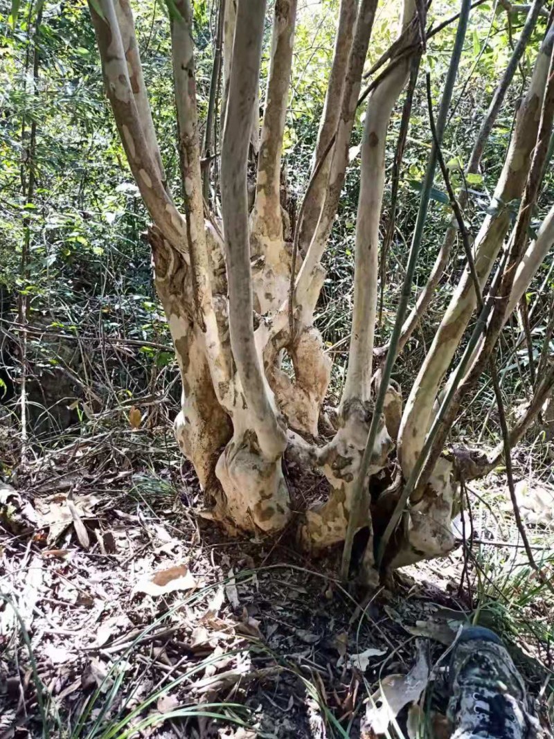 紫薇桩金弹子桩下山桩熟桩