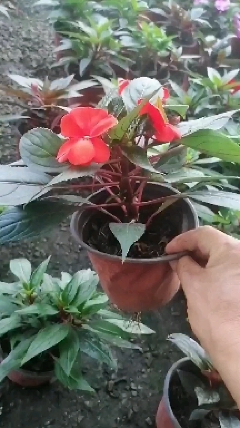 新几内亚凤仙，多色凤仙绿化苗木，观赏花，都可以，量大优惠