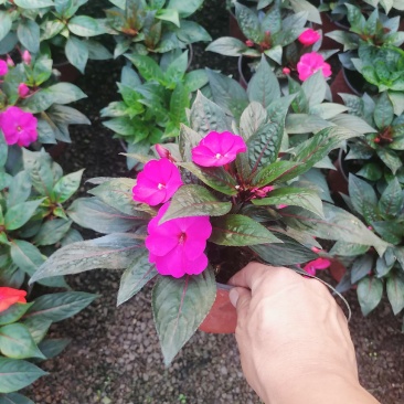 新几内亚凤仙，多色凤仙绿化苗木，观赏花，都可以，量大优惠