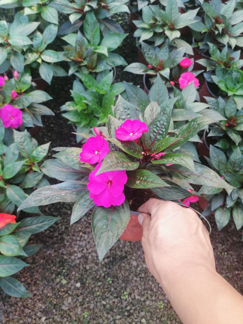 新几内亚凤仙，多色凤仙绿化苗木，观赏花，都可以，量大优惠