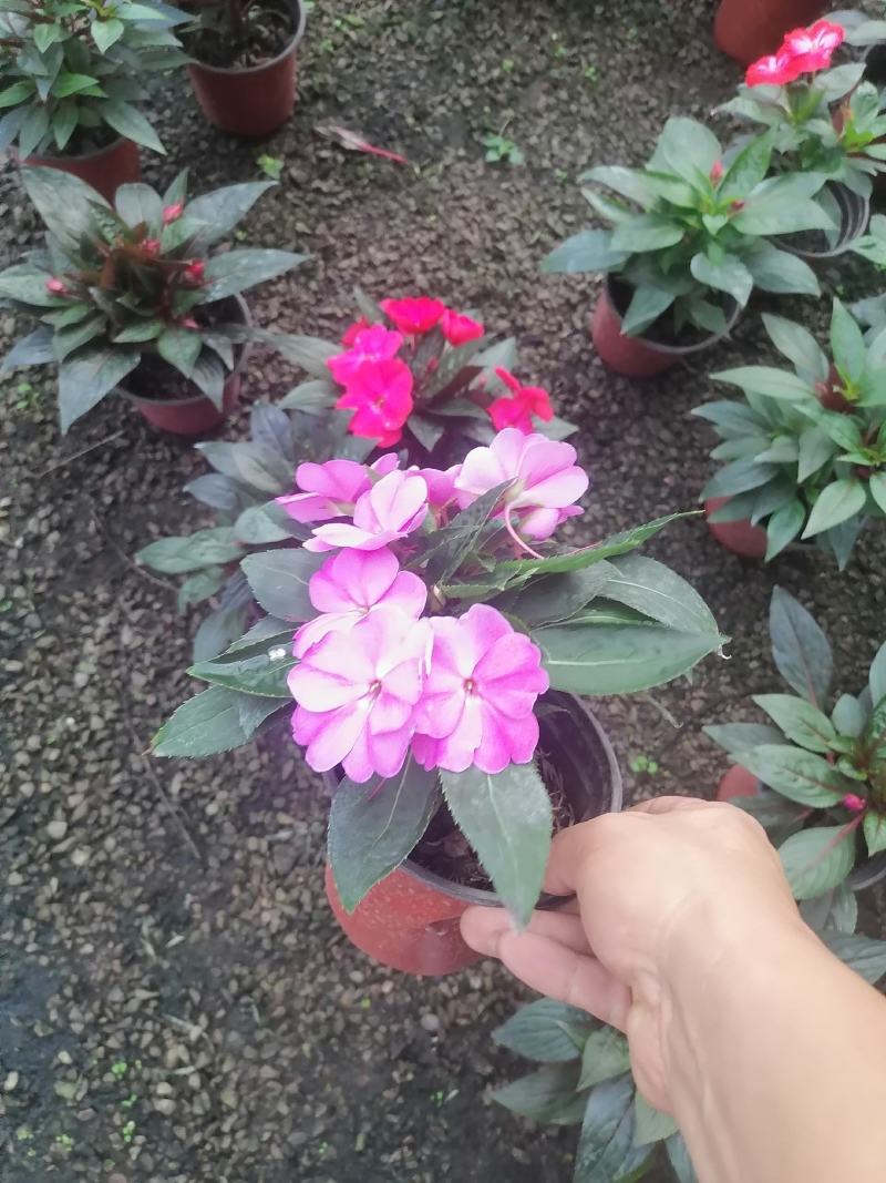 新几内亚凤仙，多色凤仙绿化苗木，观赏花，都可以，量大优惠