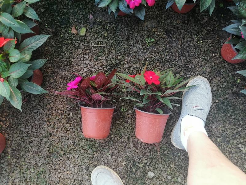 新几内亚凤仙，多色凤仙绿化苗木，观赏花，都可以，量大优惠