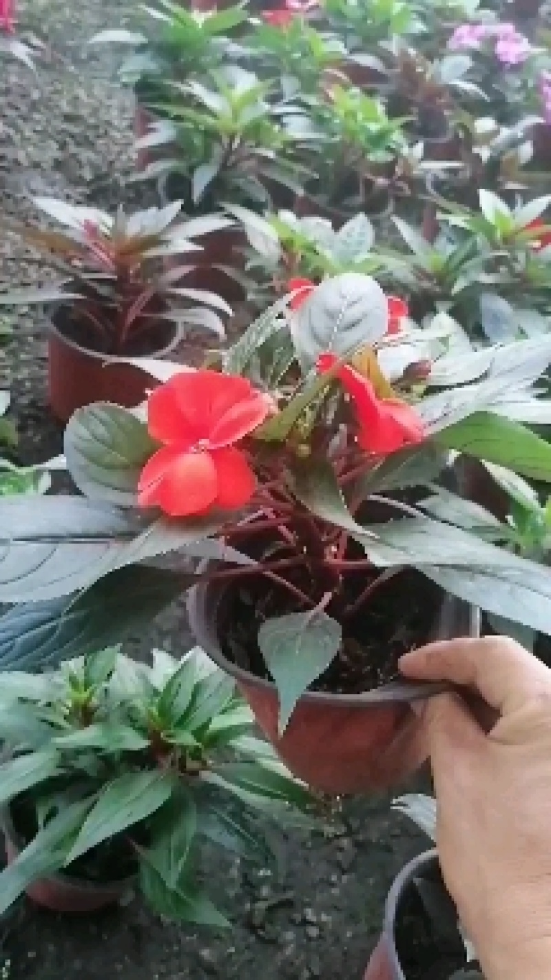 新几内亚凤仙，多色凤仙绿化苗木，观赏花，都可以，量大优惠