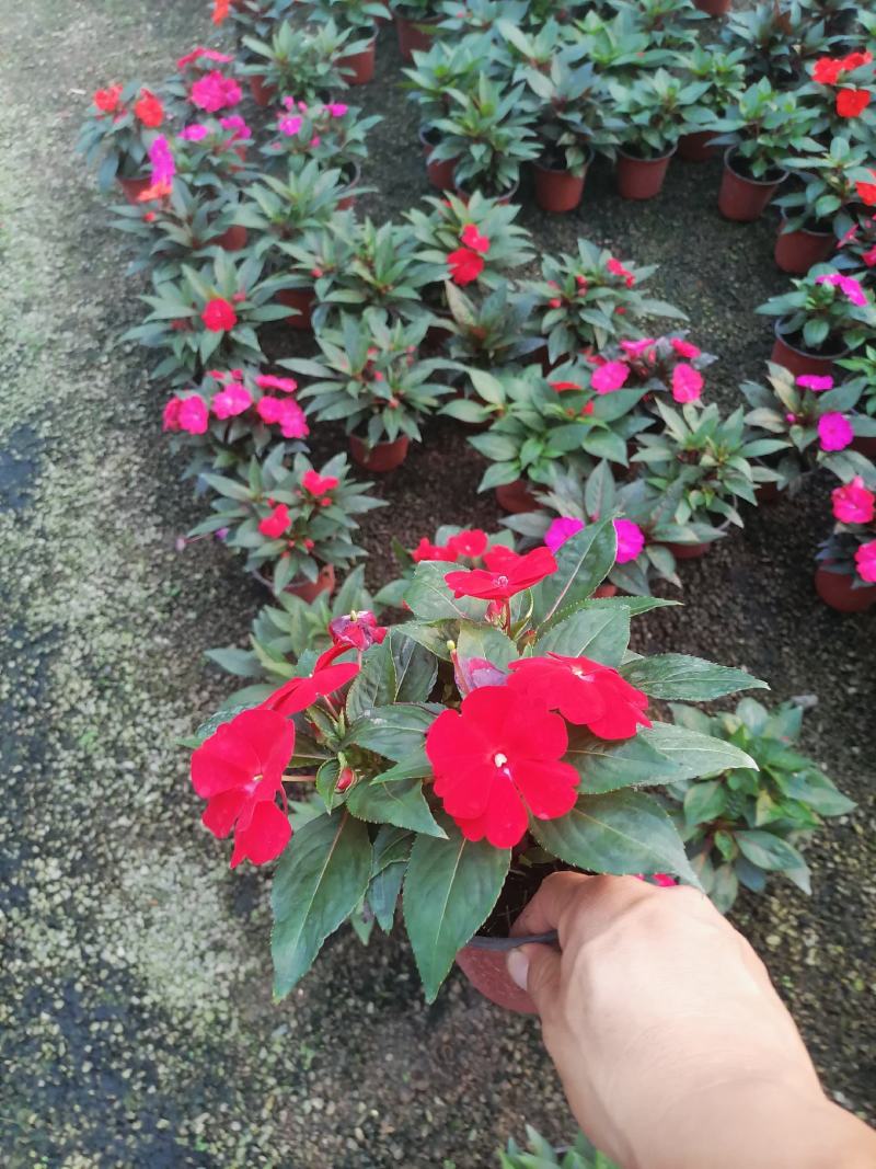 新几内亚凤仙，多色凤仙绿化苗木，观赏花，都可以，量大优惠