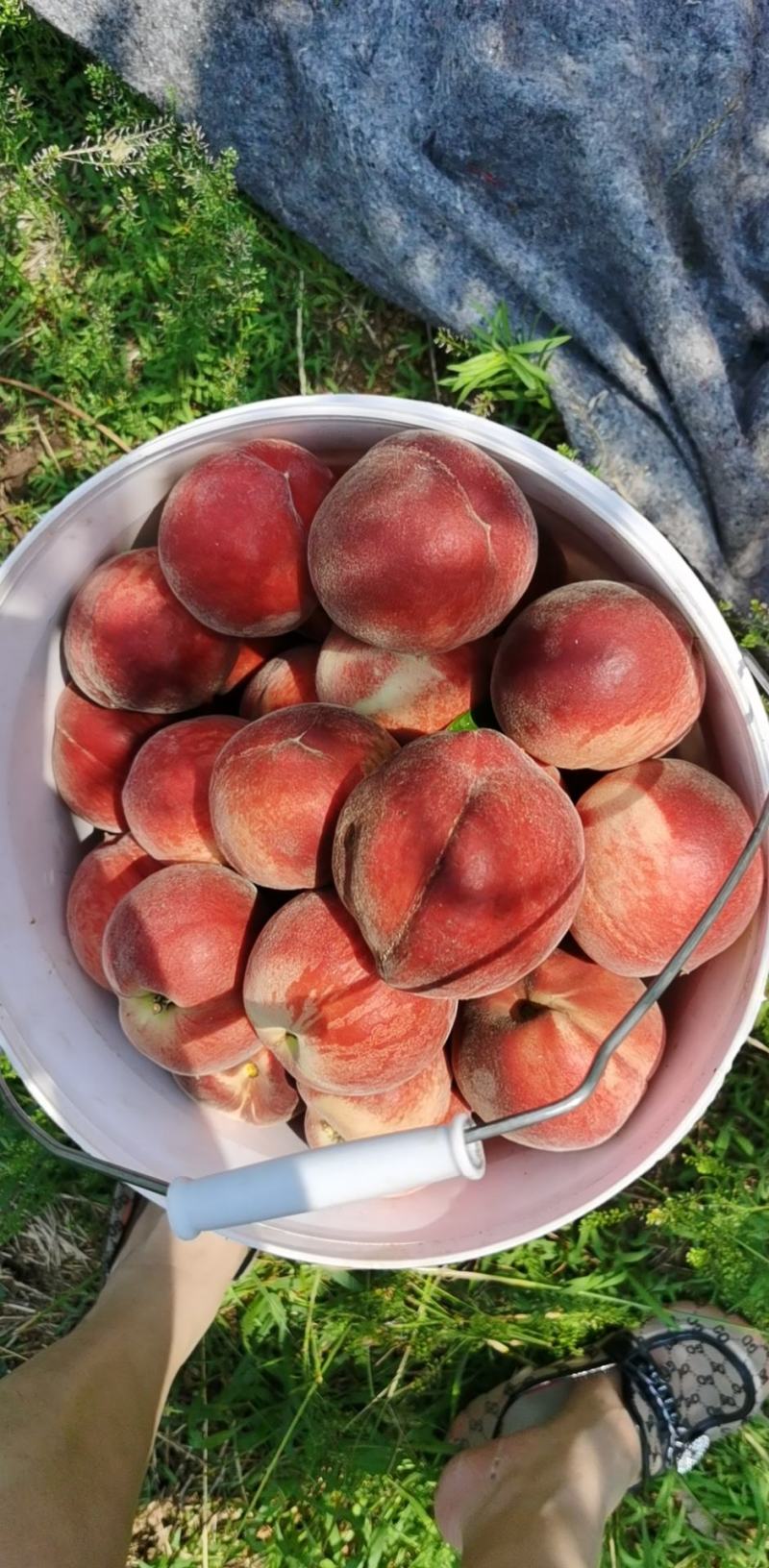 蒙阴甜桃
