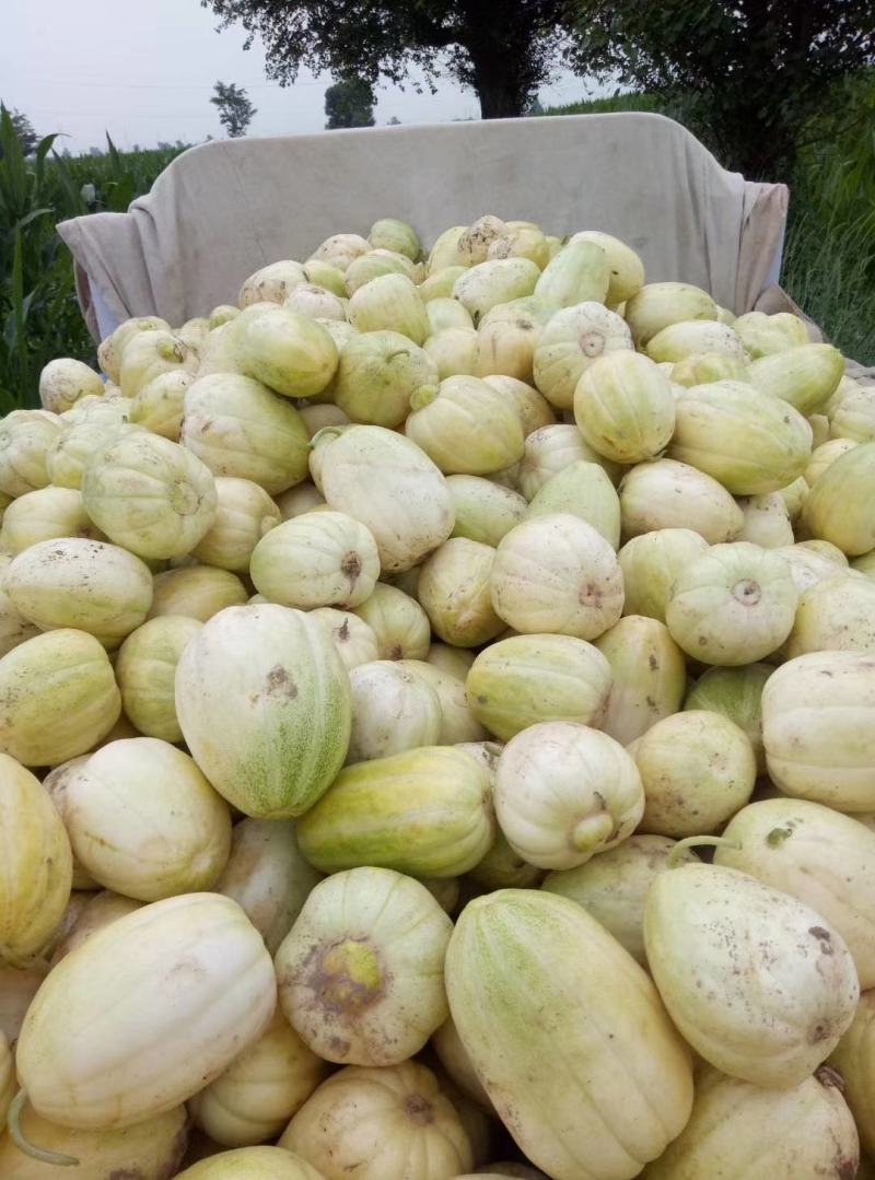 忻州甜瓜大量上市