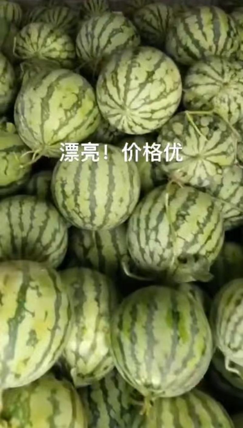 美都西瓜大量上市了。