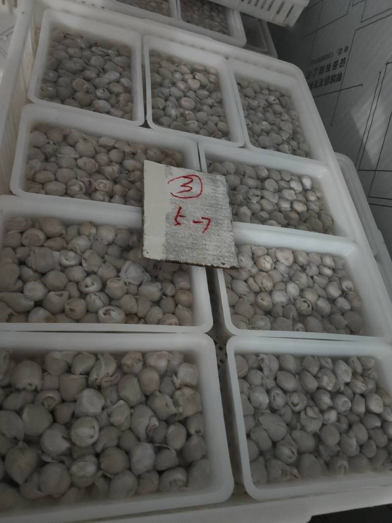 秘鲁鱿鱼去牙嘴