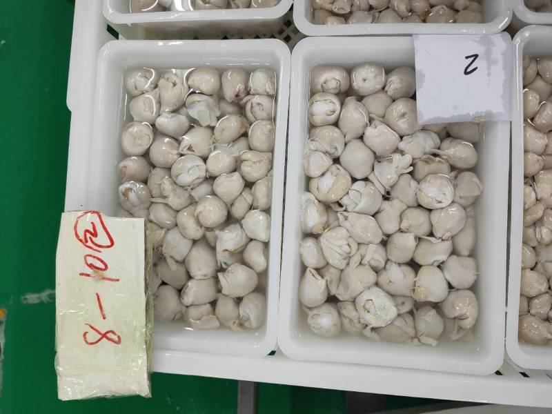 秘鲁鱿鱼去牙嘴