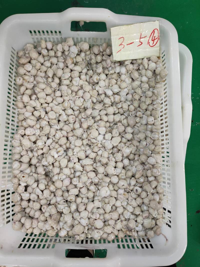 秘鲁鱿鱼去牙嘴