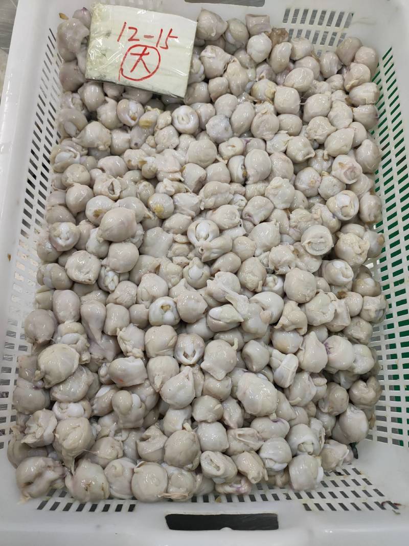 秘鲁鱿鱼去牙嘴