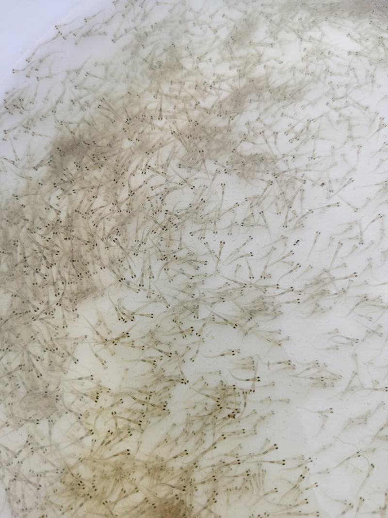 草鱼水花、鱼苗、质量优良、全国发货，欢迎咨询！
