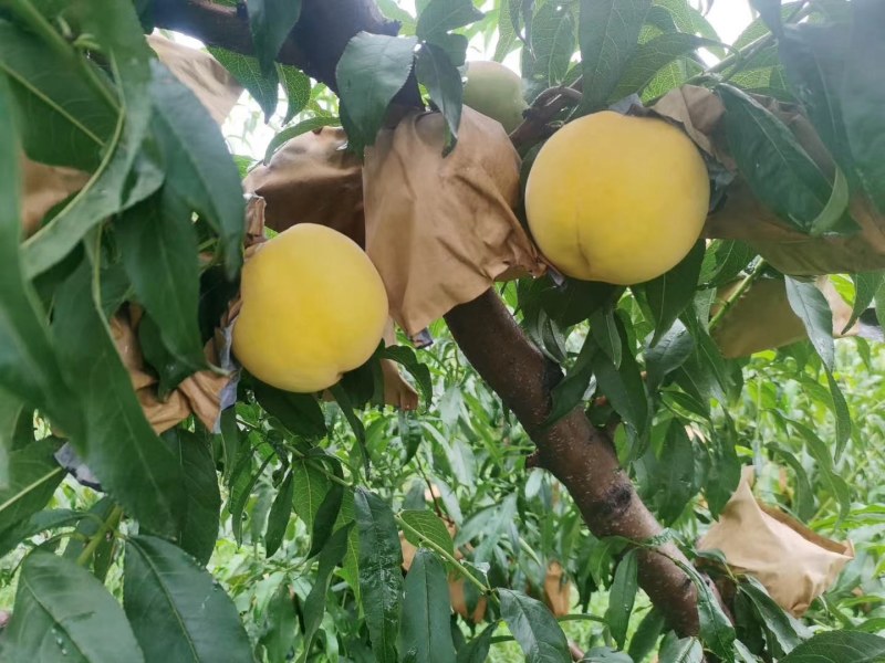 陕西金脆蜜蟠桃，锦绣蟠桃价格，黄金蟠桃批发，货源充足