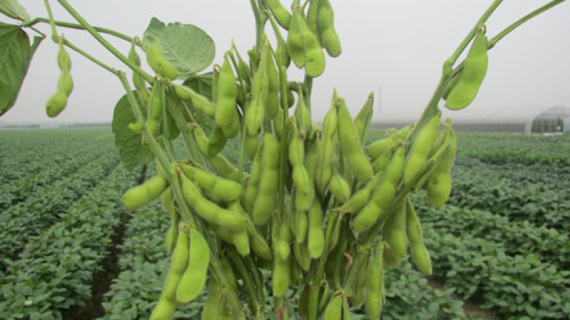 万亩早丰毛豆基地大青豆提供风机水洗冷库等各种包装