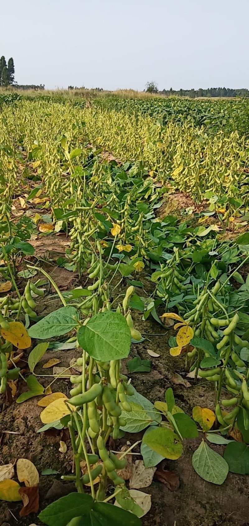 万亩早丰毛豆基地大青豆提供风机水洗冷库等各种包装