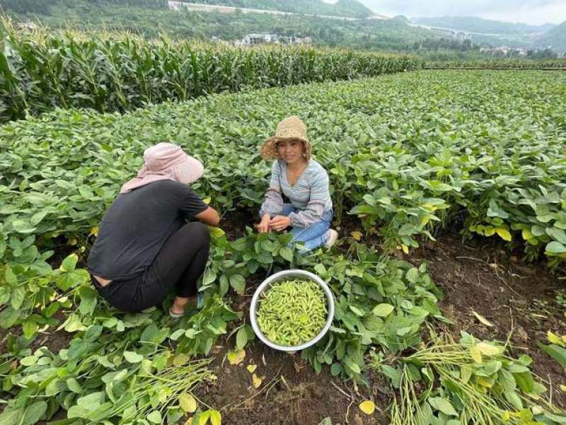 万亩早丰毛豆基地大青豆提供风机水洗冷库等各种包装