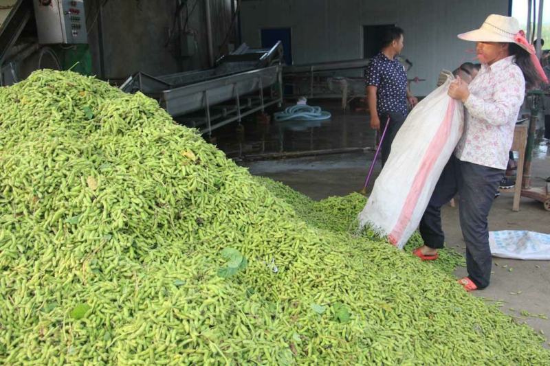 万亩早丰毛豆基地大青豆提供风机水洗冷库等各种包装