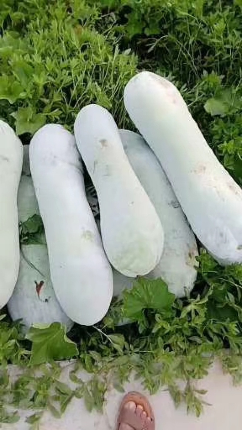 【推荐】冬瓜，精品白皮冬瓜，保质保量，诚信经营，可发全国