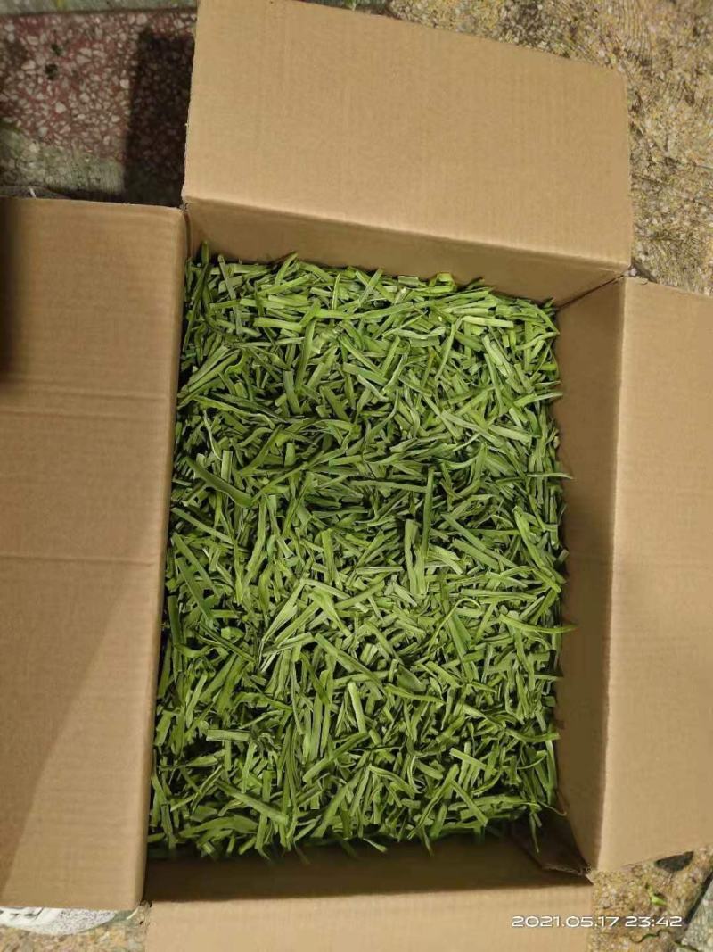 云南贡菜干净无杂提供纸箱袋子打捆定制切段