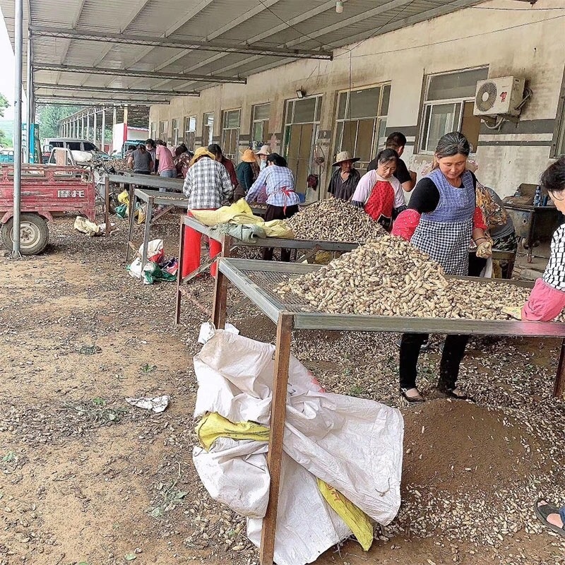 新鲜四粒红花生，颗颗饱满，万亩花生基地，欢迎洽谈