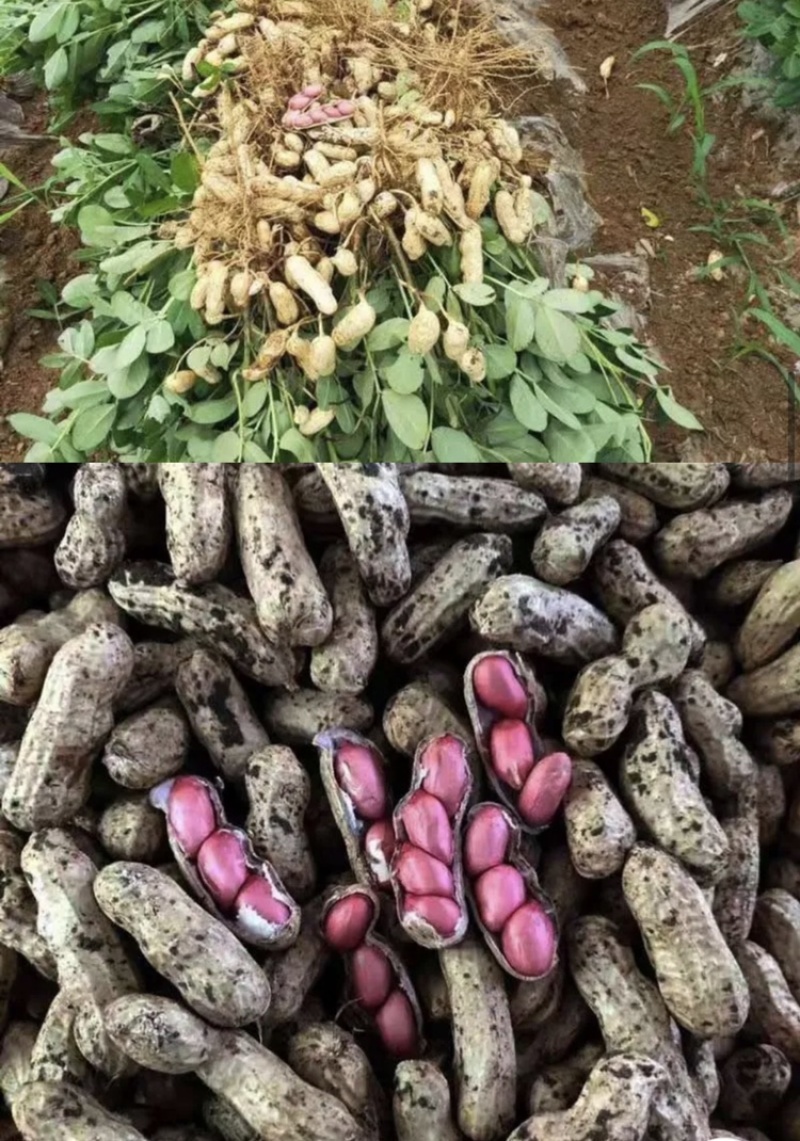 新鲜四粒红花生，颗颗饱满，万亩花生基地，欢迎洽谈