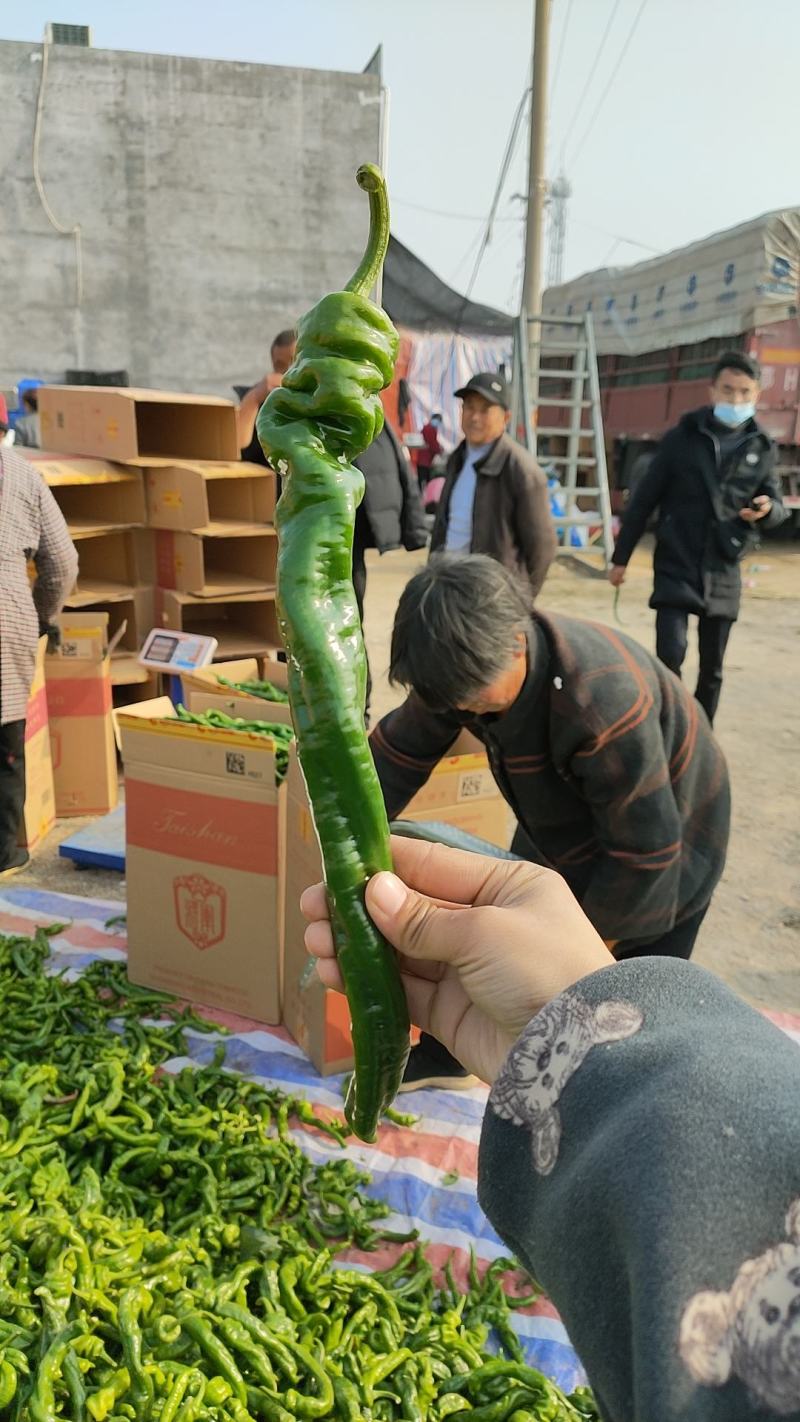 精品鲜辣椒，辣妹子【热卖中】产地对接，社团，电商市场超市