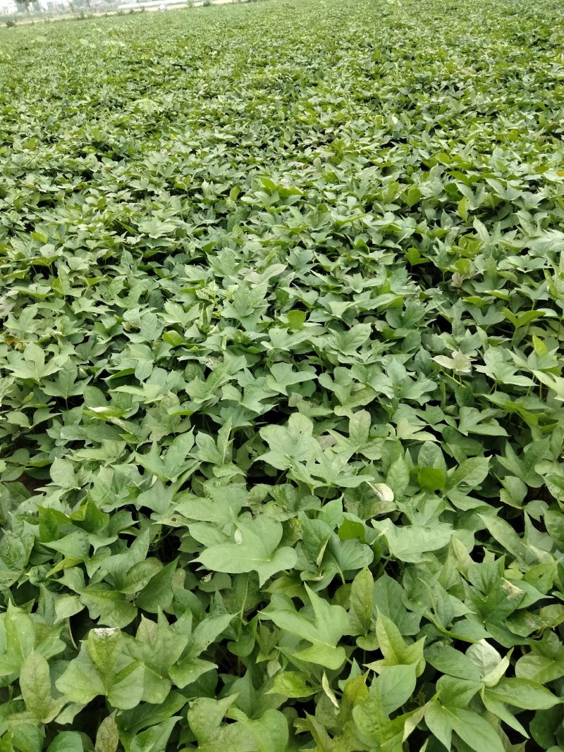 商薯19红薯苗，大田