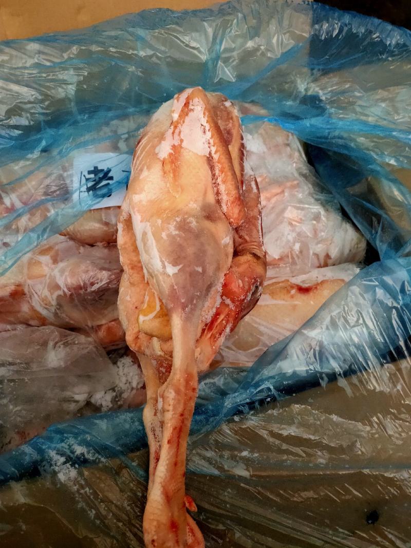 正宗纯老鹅，肉质好，毛净度高