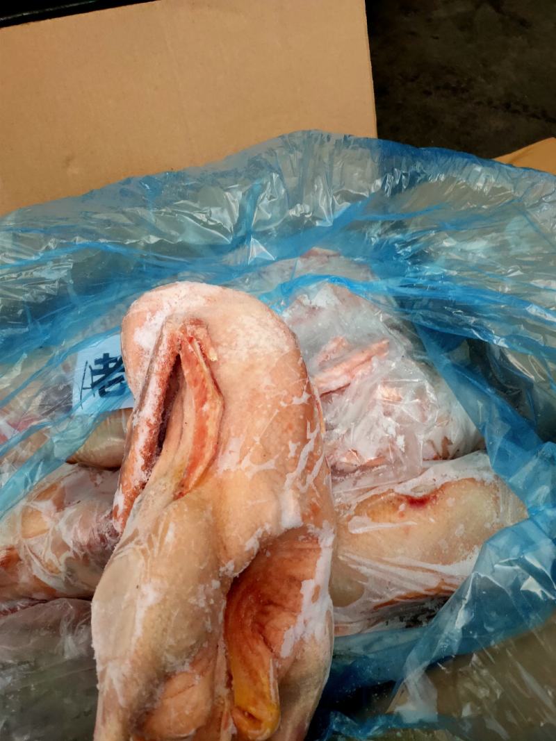 正宗纯老鹅，肉质好，毛净度高