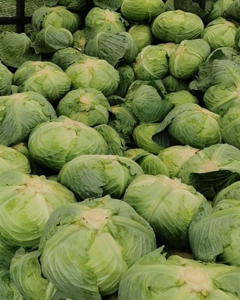 贵州，莲花白大量上市