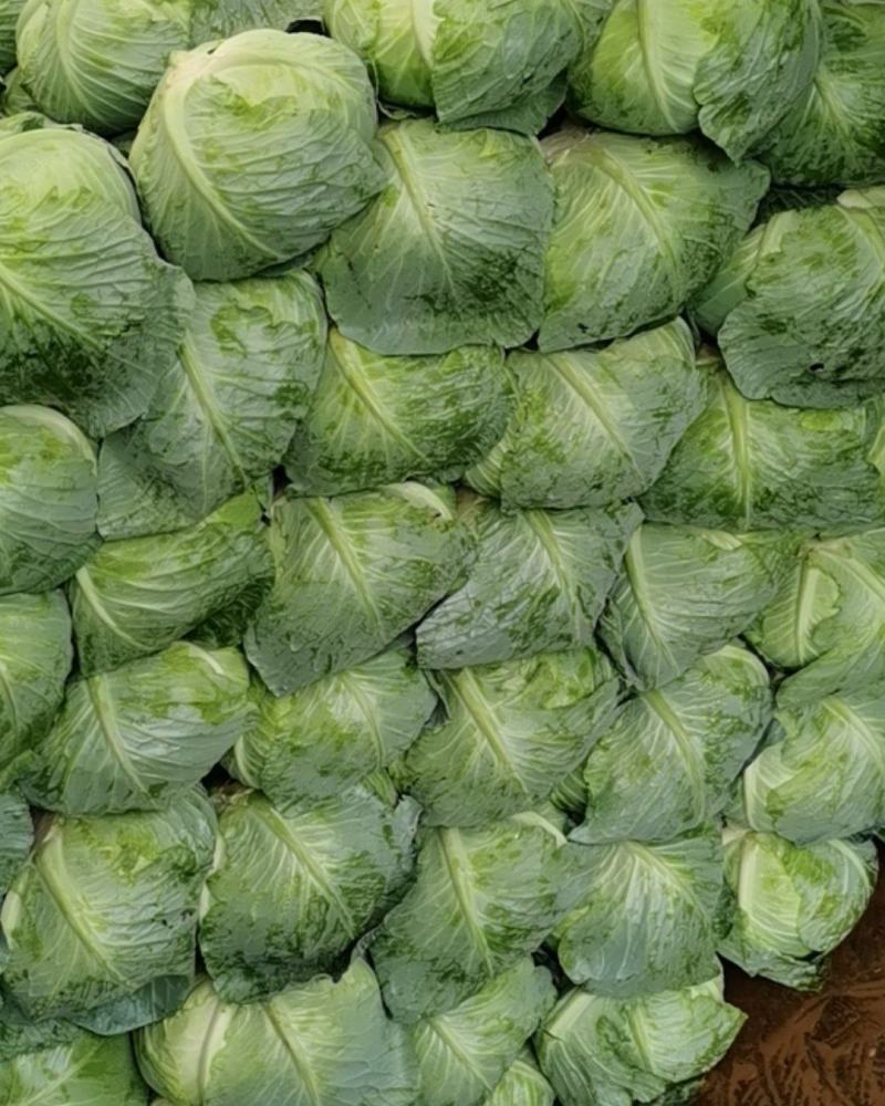 贵州，莲花白大量上市