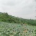 贵州，莲花白大量上市