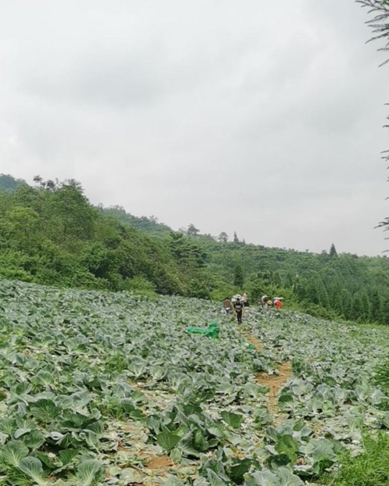 贵州，莲花白大量上市